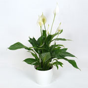 Interior Plant - Spathiphyllum + White Cachepot